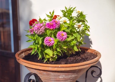 Cinija: Rasko&scaron;na kraljica ljetnog vrta koju je tako lako voljeti