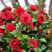 Vodič za rasko&scaron;ne kamelije: Sve &scaron;to trebate znati o sadnji i njezi divne ruže