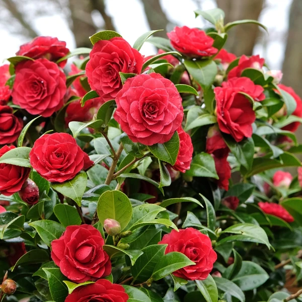 Vodič za rasko&scaron;ne kamelije: Sve &scaron;to trebate znati o sadnji i njezi divne ruže