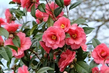 Vodič za rasko&scaron;ne kamelije: Sve &scaron;to trebate znati o sadnji i njezi divne ruže