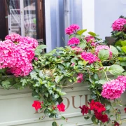 Veličanstvene hortenzije: Potpuni vodič za sadnju i njegu rasko&scaron;nih cvjetova