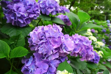 Veličanstvene hortenzije: Potpuni vodič za sadnju i njegu rasko&scaron;nih cvjetova