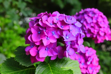 Veličanstvene hortenzije: Potpuni vodič za sadnju i njegu rasko&scaron;nih cvjetova