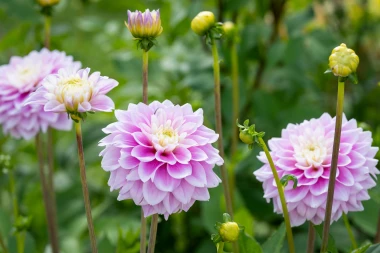 Kako uzgojiti dalije? Vodič za očaravajuću kraljicu ljetnih vrtova