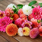 Kako uzgojiti dalije? Vodič za očaravajuću kraljicu ljetnih vrtova