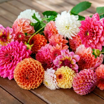 Kako uzgojiti dalije? Vodič za očaravajuću kraljicu ljetnih vrtova