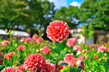 Kako uzgojiti dalije? Vodič za očaravajuću kraljicu ljetnih vrtova
