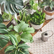 Sobne biljke za početnike: 10 biljaka koje uspijevaju bez puno truda