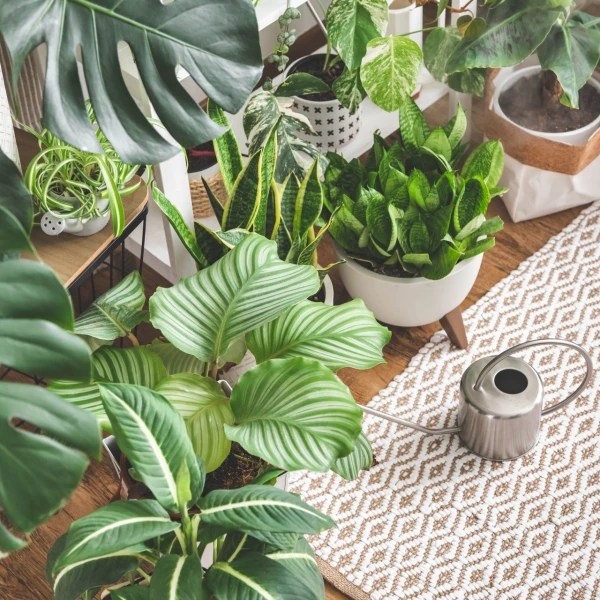 Sobne biljke za početnike: 10 biljaka koje uspijevaju bez puno truda