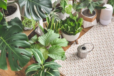 Sobne biljke za početnike: 10 biljaka koje uspijevaju bez puno truda