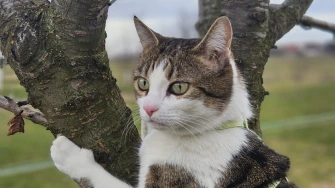 Ove mace će vam uljep&scaron;ati dan: Mačke koje su osvojile srca na&scaron;ih čitateljica