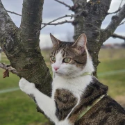 Ove mace će vam uljep&scaron;ati dan: Mačke koje su osvojile srca na&scaron;ih čitateljica