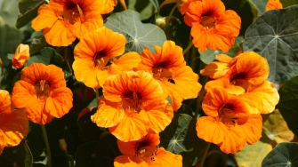 Dragoljub: Vatreni cvijet koji je ukras i čuvar va&scaron;eg vrta