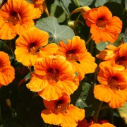 Dragoljub: Vatreni cvijet koji je ukras i čuvar va&scaron;eg vrta