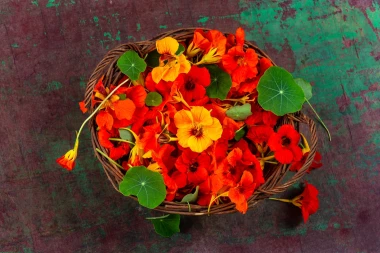 Dragoljub: Vatreni cvijet koji je ukras i čuvar va&scaron;eg vrta