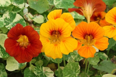 Dragoljub: Vatreni cvijet koji je ukras i čuvar va&scaron;eg vrta