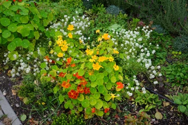 Dragoljub: Vatreni cvijet koji je ukras i čuvar va&scaron;eg vrta