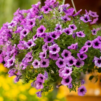 Petunije - veliki vodič za uzgoj i njegu kraljica ljetnog cvijeća