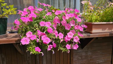 Petunije - veliki vodič za uzgoj i njegu kraljica ljetnog cvijeća