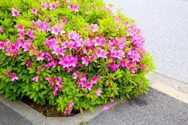 Azaleja je prava diva: Vodič za rasko&scaron;ne cvjetove u domu i okućnici