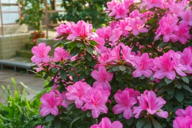 Azaleja je prava diva: Vodič za rasko&scaron;ne cvjetove u domu i okućnici