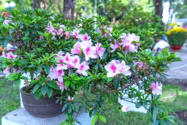 Azaleja je prava diva: Vodič za rasko&scaron;ne cvjetove u domu i okućnici