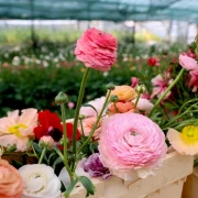 Bajkoviti prizori sa splitske farme ranunkula: Ovo prekrasno cvijeće idealno je za vjenčanja