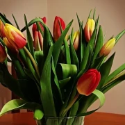 Cvjetna čarolija iz cijele Hrvatske: Čitateljice su nam poslale fotografije najljep&scaron;ih tulipana