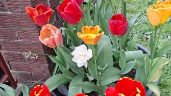 Cvjetna čarolija iz cijele Hrvatske: Čitateljice su nam poslale fotografije najljep&scaron;ih tulipana