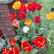 Cvjetna čarolija iz cijele Hrvatske: Čitateljice su nam poslale fotografije najljep&scaron;ih tulipana