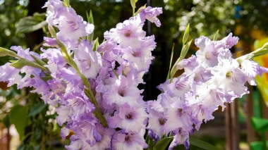 Vodič za uzgoj gladiola: Sve &scaron;to trebate znati za rasko&scaron;ne cvjetove u vrtu i teglama