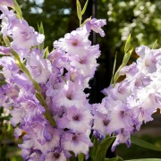 Vodič za uzgoj gladiola: Sve &scaron;to trebate znati za rasko&scaron;ne cvjetove u vrtu i teglama