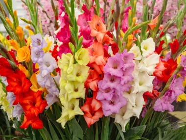 Vodič za uzgoj gladiola: Sve &scaron;to trebate znati za rasko&scaron;ne cvjetove u vrtu i teglama