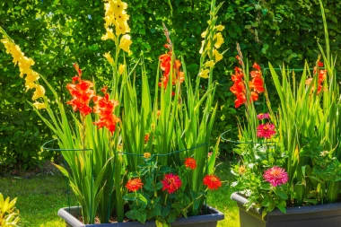 Vodič za uzgoj gladiola: Sve &scaron;to trebate znati za rasko&scaron;ne cvjetove u vrtu i teglama