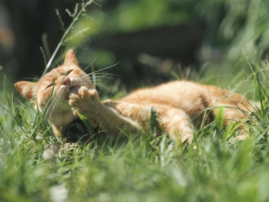 Krpelji su već posvuda: Evo kako za&scaron;tititi kućne ljubimce od tih napasti
