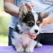 Krpelji su već posvuda: Evo kako za&scaron;tititi kućne ljubimce od tih napasti