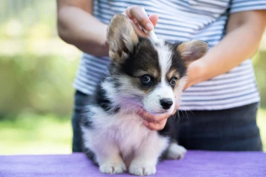 Krpelji su već posvuda: Evo kako za&scaron;tititi kućne ljubimce od tih napasti