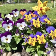 Prekrasne, &scaron;arene maćuhice: Čitateljice pokazale svoje najljep&scaron;e cvjetne kutke