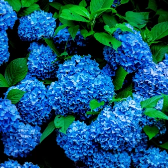Jedan kuhinjski ostatak hortenzije pretvara u najljep&scaron;e plave cvjetove koje ste vidjeli