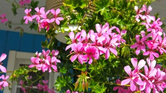 Vodič za pelargonije: Otkrijte tajnu neprekidnog cvjetanja čitavog ljeta