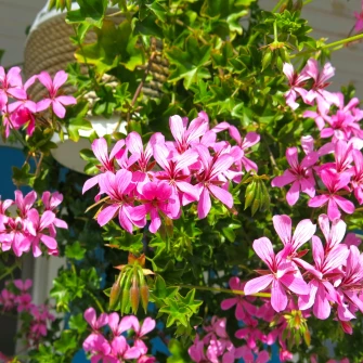Vodič za pelargonije: Otkrijte tajnu neprekidnog cvjetanja čitavog ljeta