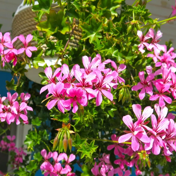 Vodič za pelargonije: Otkrijte tajnu neprekidnog cvjetanja čitavog ljeta