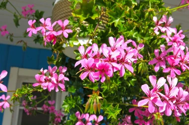 Vodič za pelargonije: Otkrijte tajnu neprekidnog cvjetanja čitavog ljeta