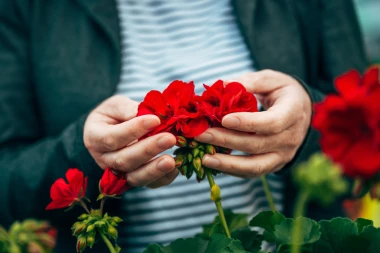 Vodič za pelargonije: Otkrijte tajnu neprekidnog cvjetanja čitavog ljeta