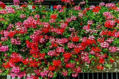 Vodič za pelargonije: Otkrijte tajnu neprekidnog cvjetanja čitavog ljeta