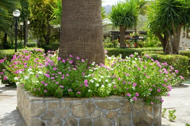 12 biljaka koje prkose vrućini i su&scaron;i: Cvijeće koje voli sunce