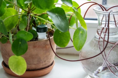 Spremate se za godi&scaron;nji? Kako osigurati da va&scaron;e sobne biljke prežive bez vas