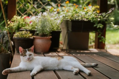 Velike vrućine mogu nauditi va&scaron;im ljubimcima, evo kako im možete pomoći
