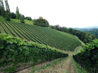 Tri vinske ceste, vrhunski Sauvignon Blanc i 6 Michelinovih restorana: Austrijska destinacija koju vrijedi posjetiti