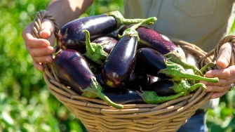 Iskoristite sezonu patlidžana uz ove jednostavne i ukusne recepte
